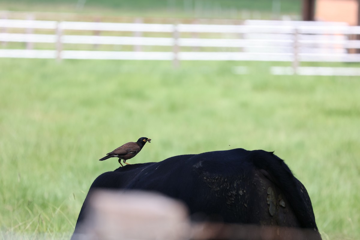 Common Myna - Alicia Williams