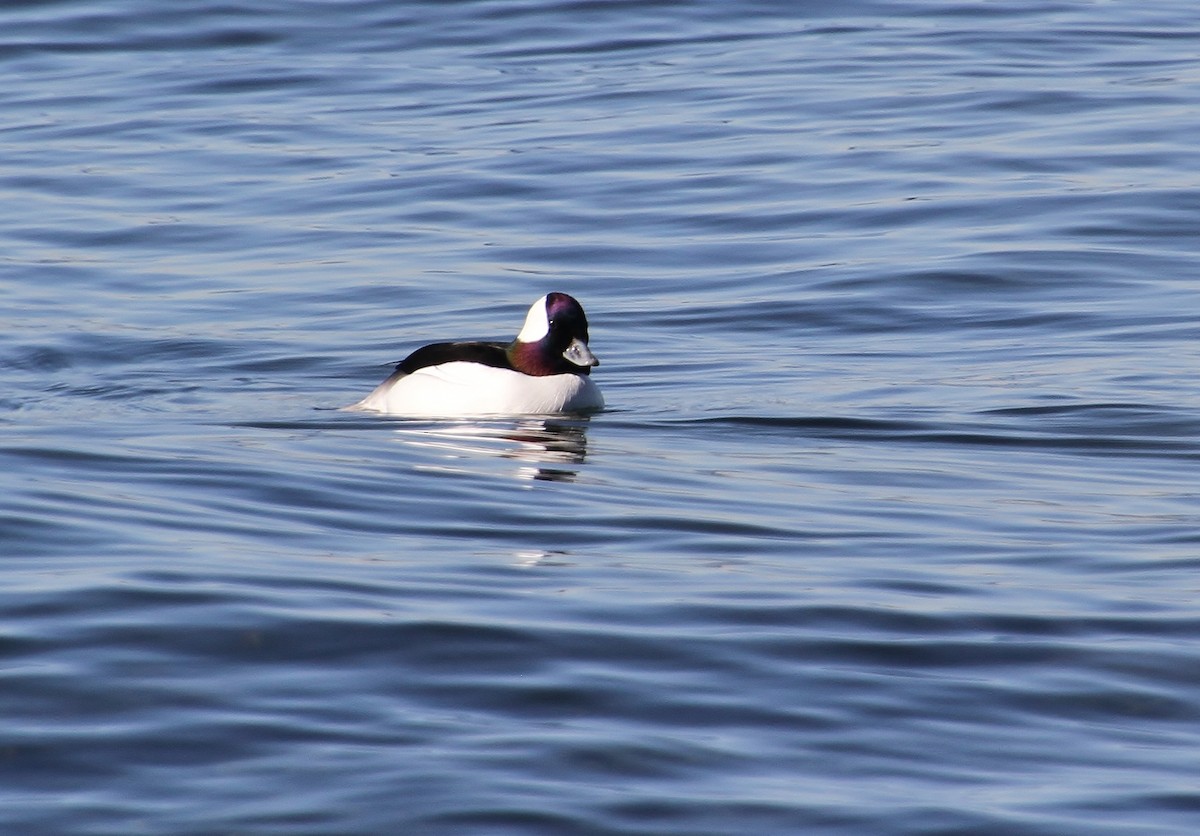 Bufflehead - ML616315303