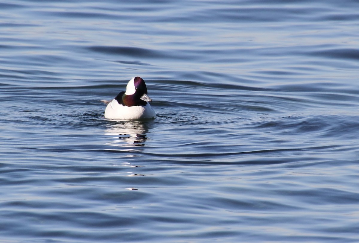 Bufflehead - ML616315305