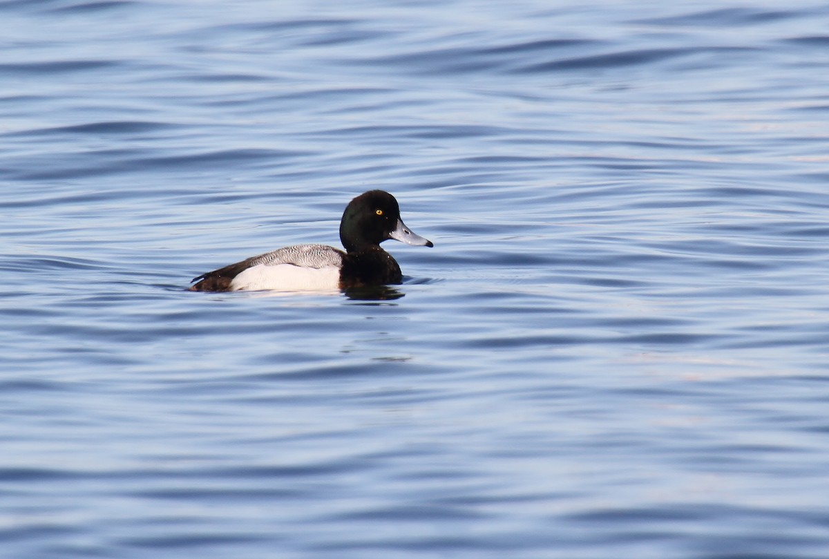 Greater Scaup - ML616315309