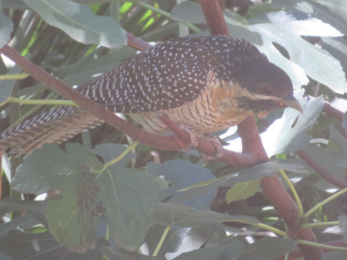 Pacific Koel - Christine D