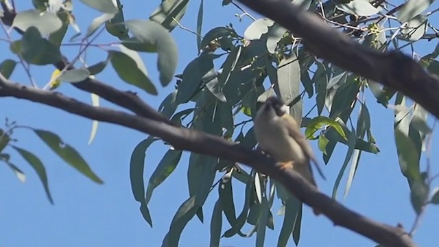 Black-chinned Honeyeater - ML616315318