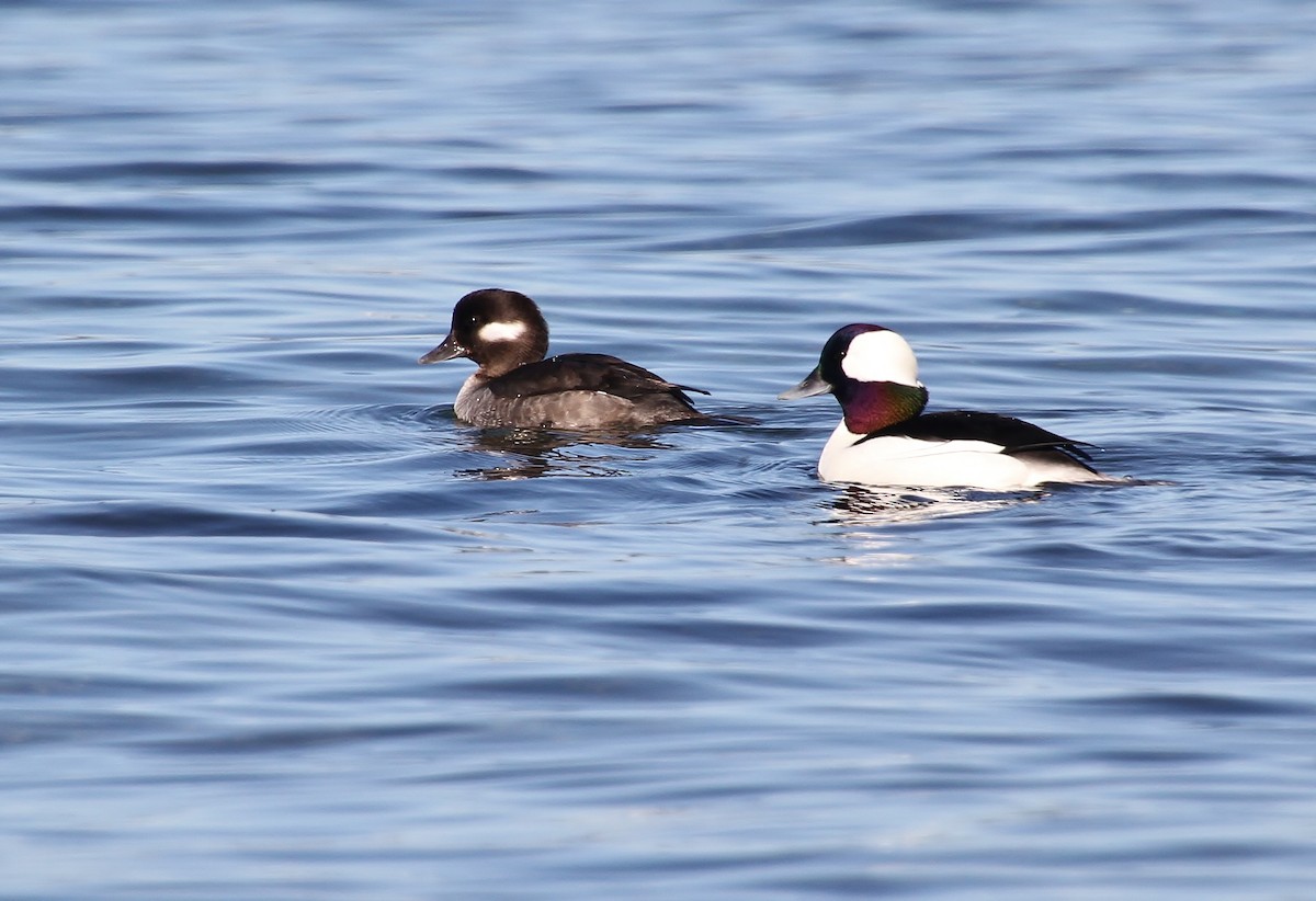 Bufflehead - ML616315321