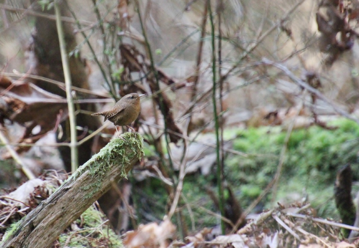 Pacific Wren - ML616315328