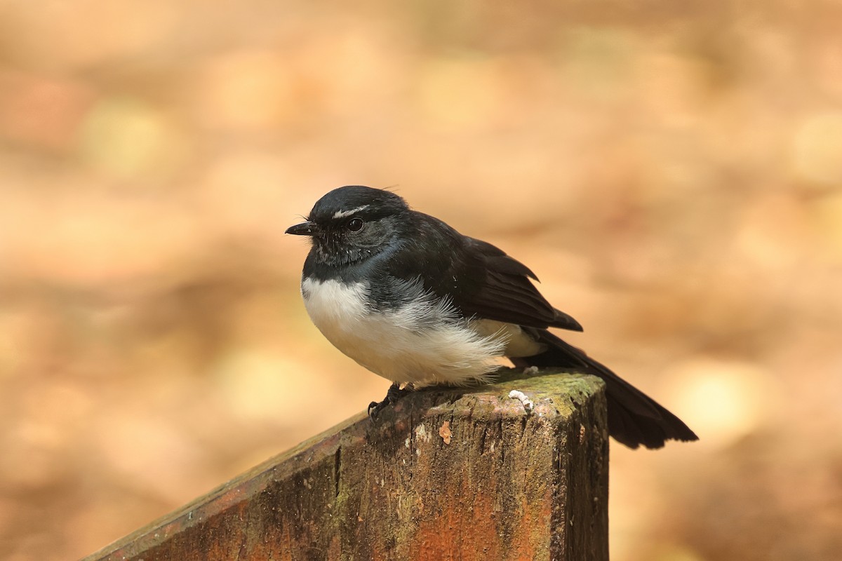 Willie-wagtail - ML616315422