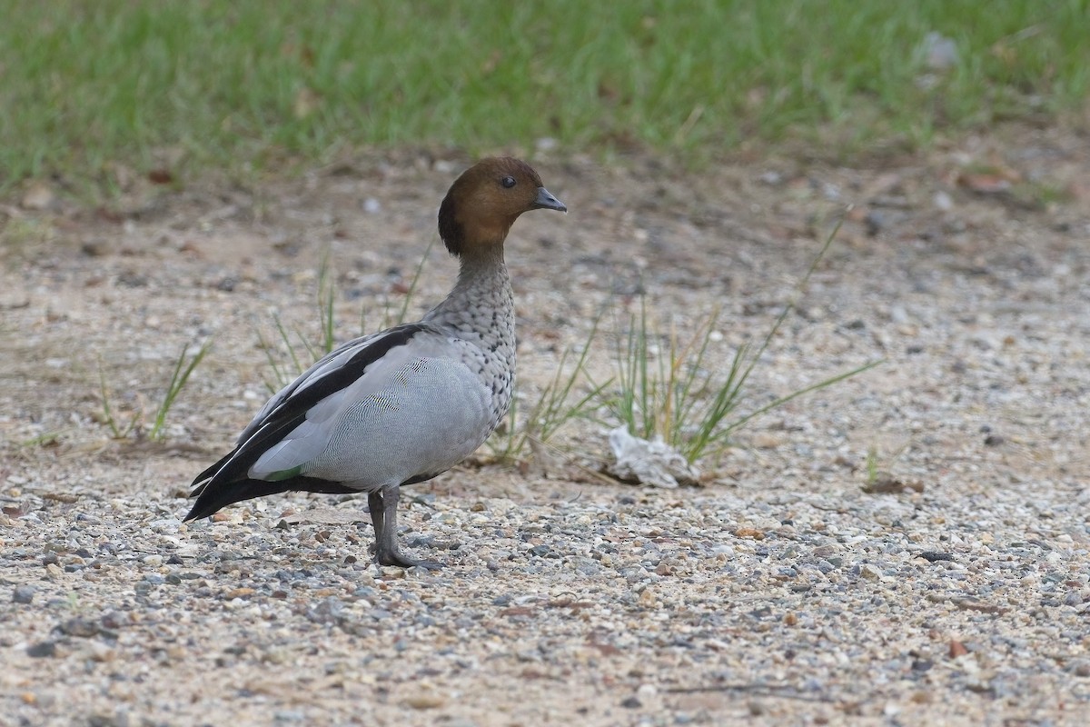 Maned Duck - ML616315466