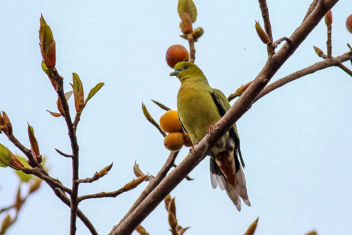 Pin-tailed Green-Pigeon - ML616315521