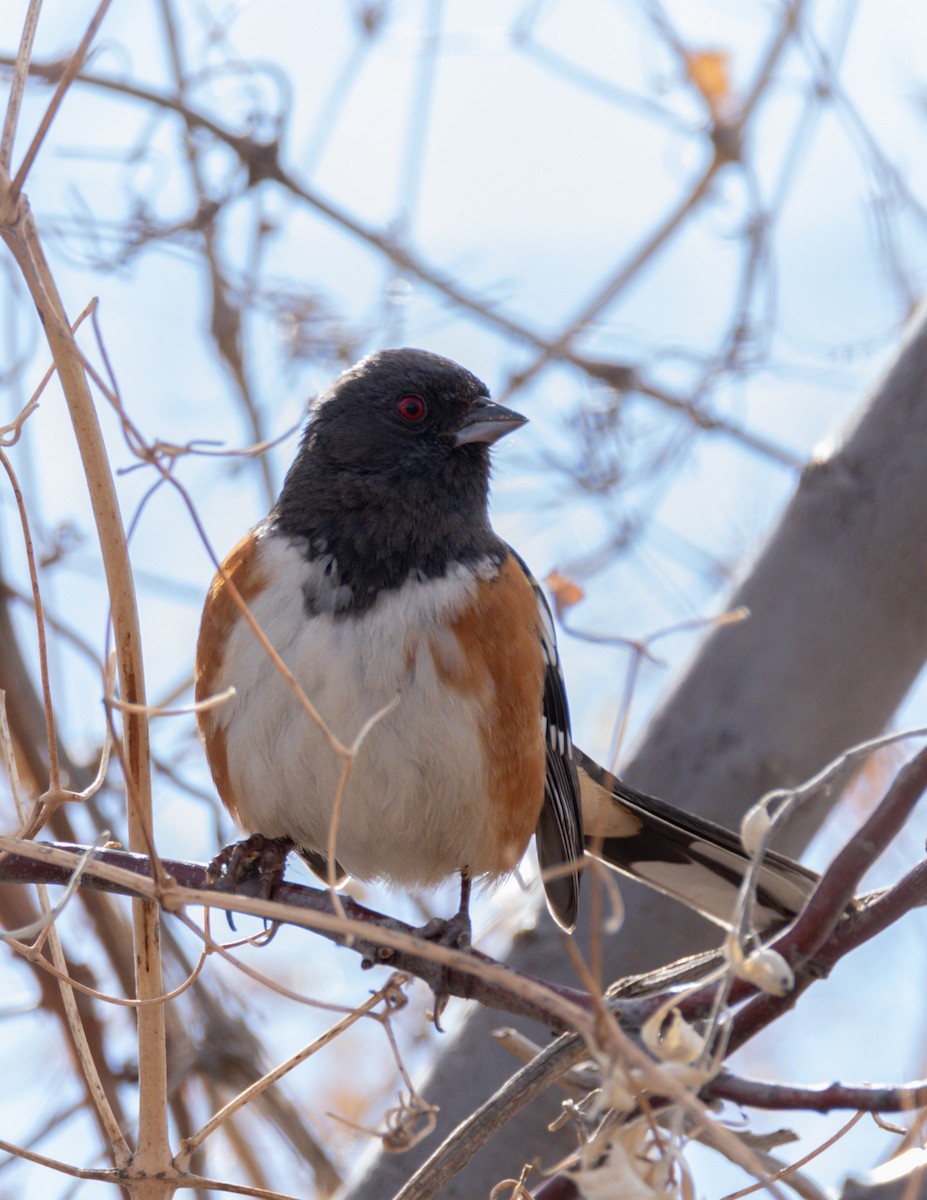 Spotted Towhee - ML616315536