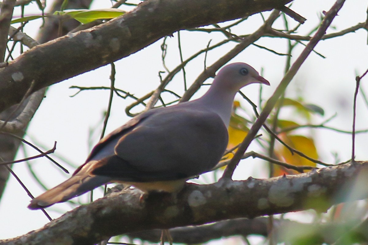 Mountain Imperial-Pigeon - ML616315587