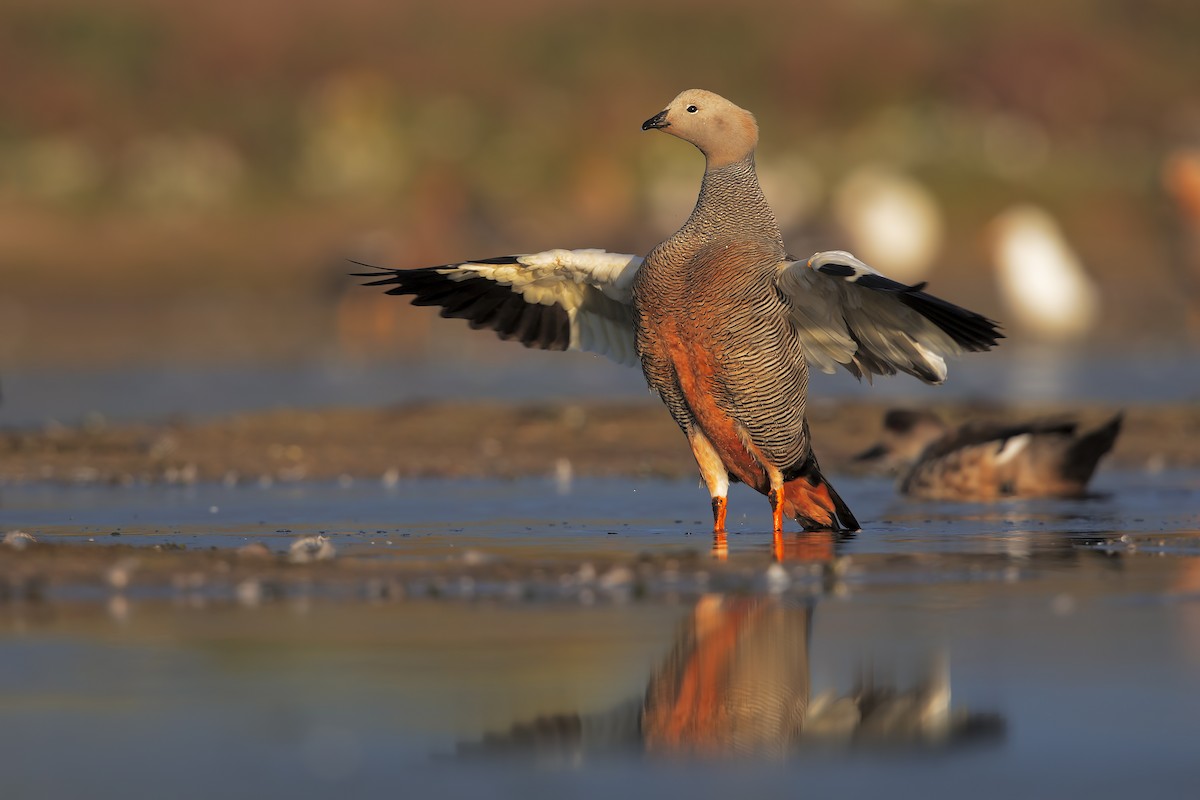 Ruddy-headed Goose - ML616315714