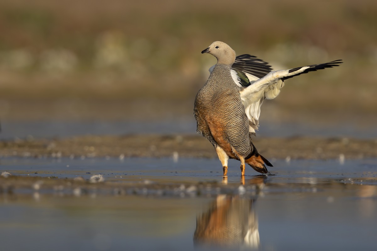 Ruddy-headed Goose - ML616315716