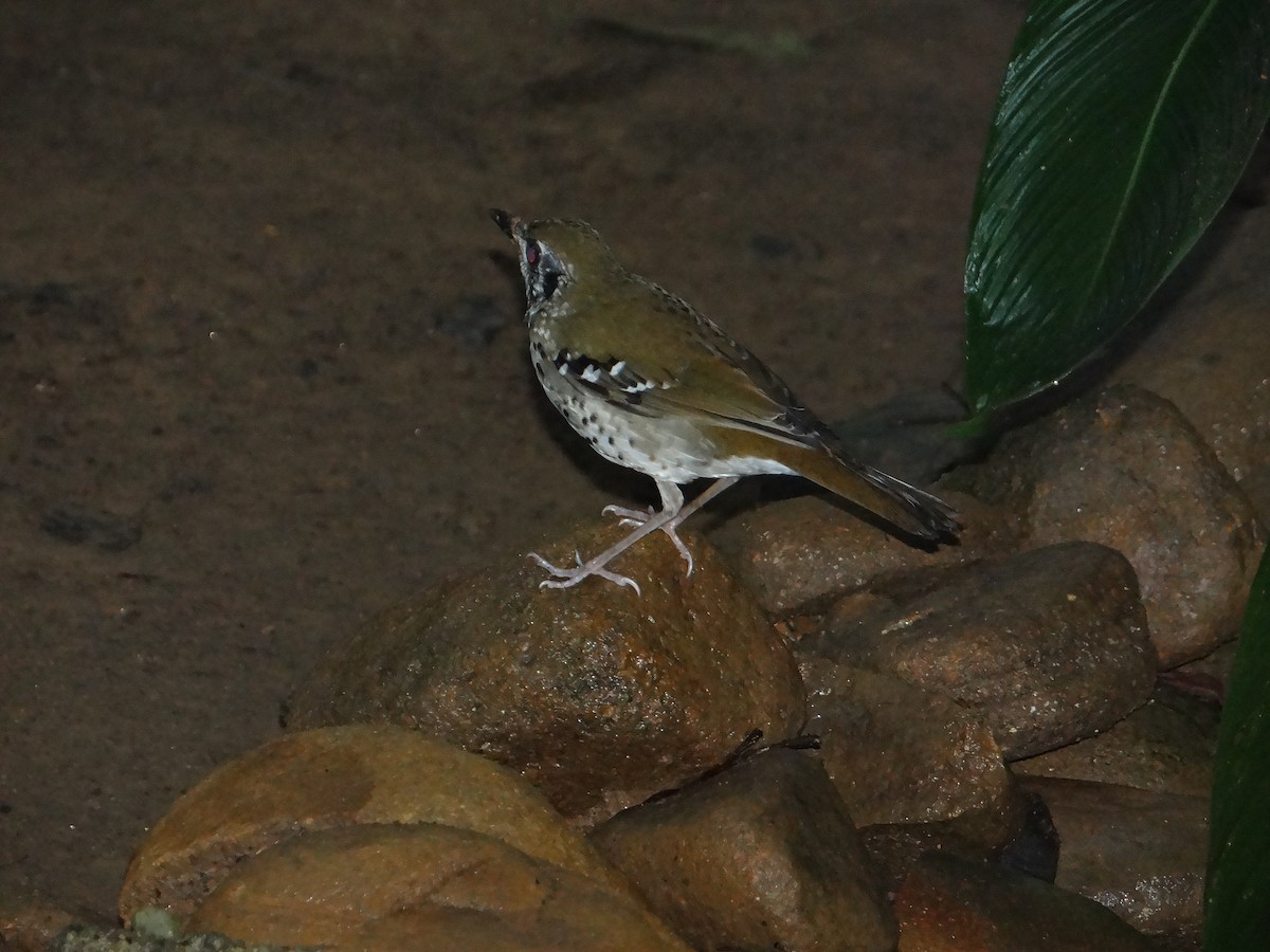 Spot-winged Thrush - ML616315728