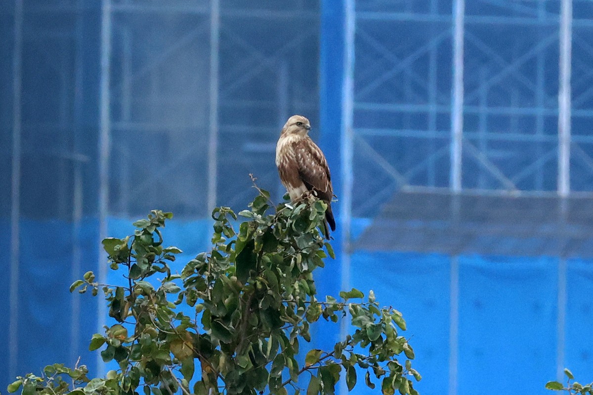 Eastern Buzzard - 佑淇 陳