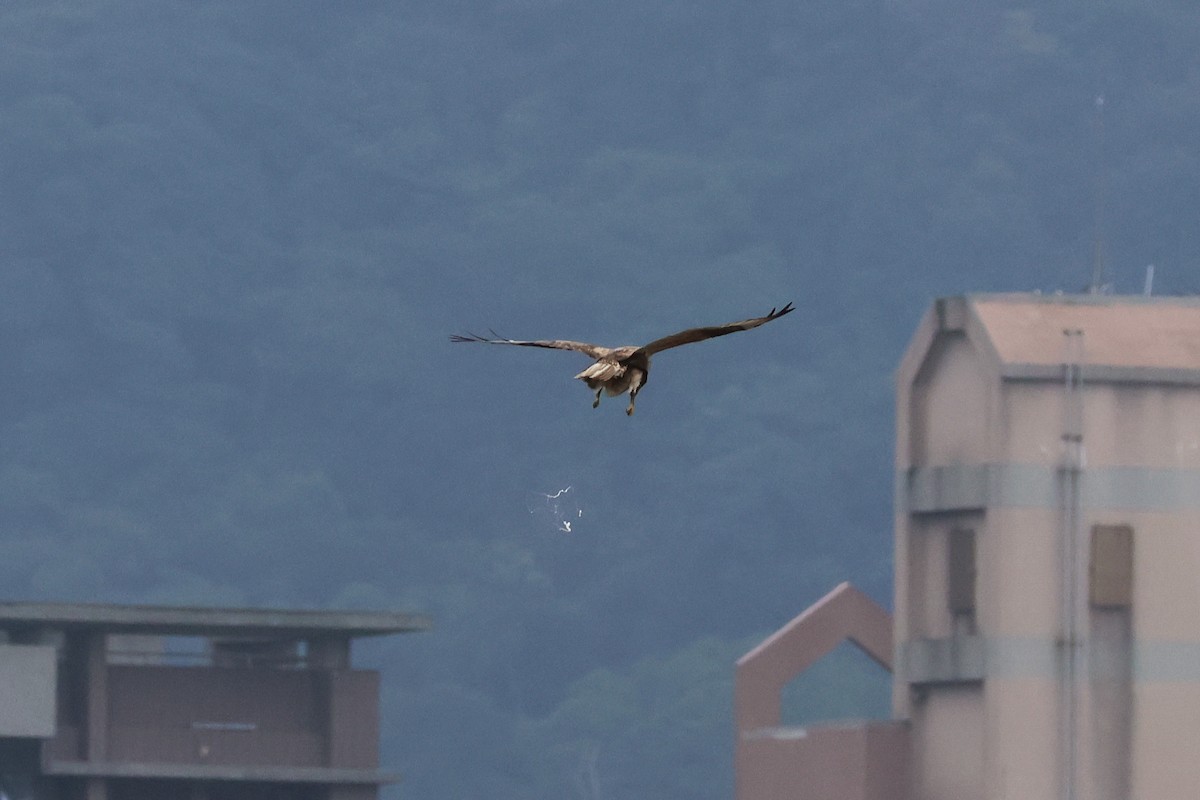 Eastern Buzzard - ML616315803