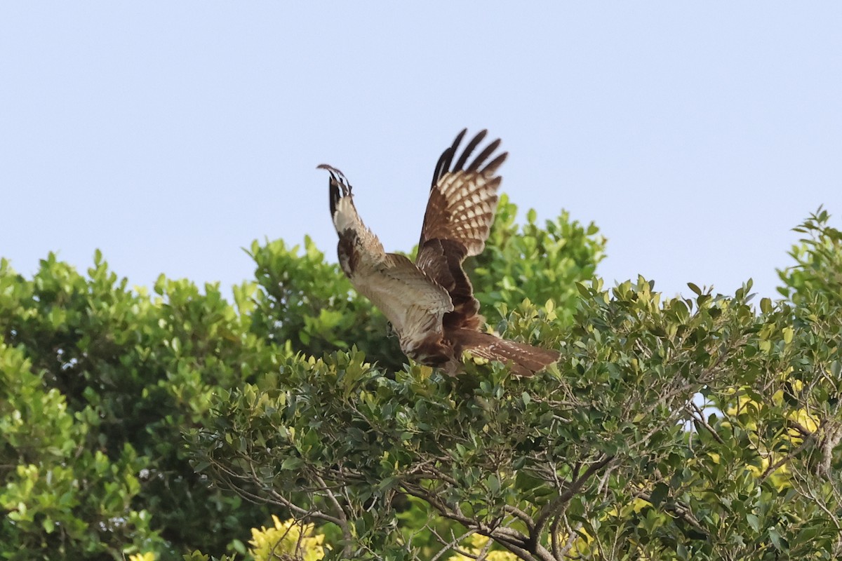 Eastern Buzzard - ML616315805