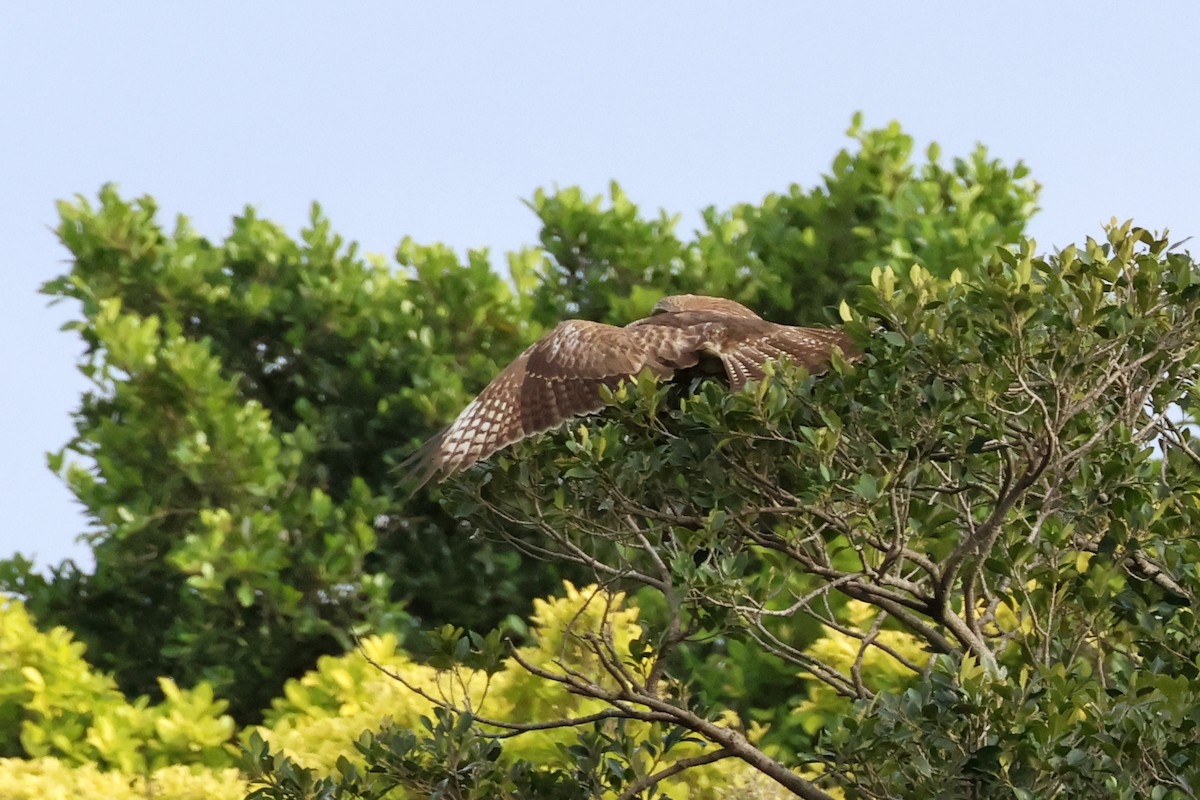 Eastern Buzzard - ML616315806