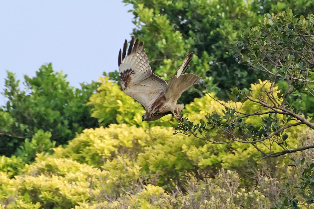 Eastern Buzzard - ML616315807