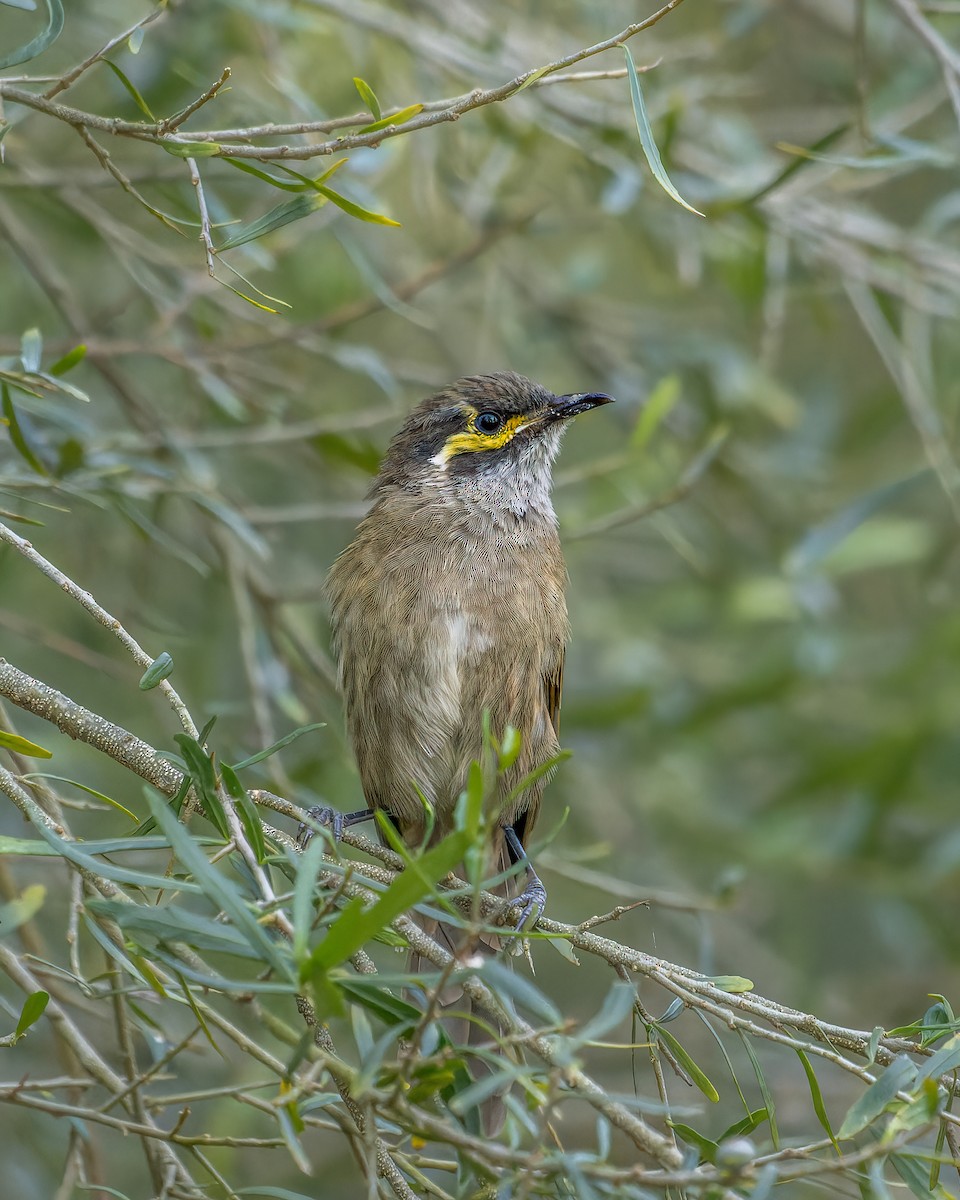 Yellow-faced Honeyeater - ML616315828