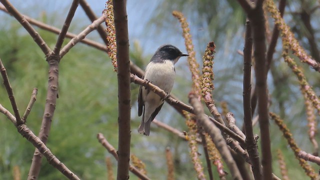 Ultramarine Flycatcher - ML616315844