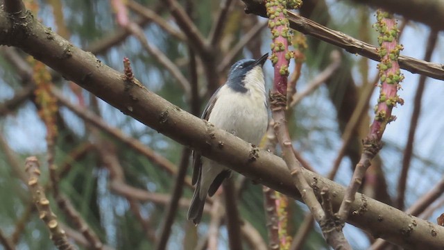 Ultramarine Flycatcher - ML616315847