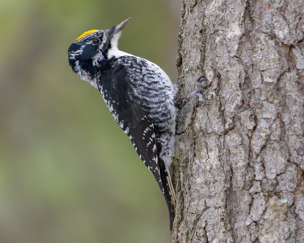 American Three-toed Woodpecker - ML616315857