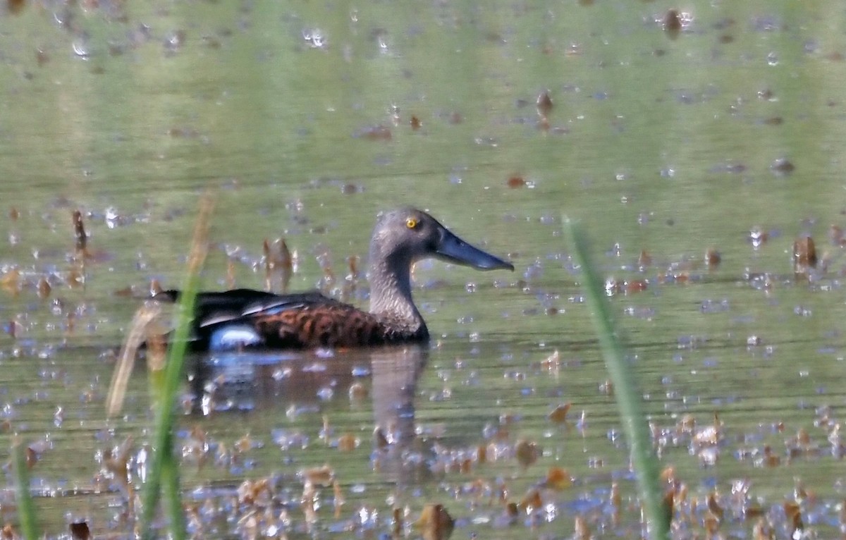 Australasian Shoveler - ML616315901