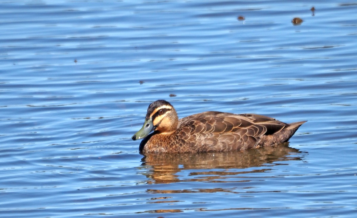 Pacific Black Duck - ML616315907