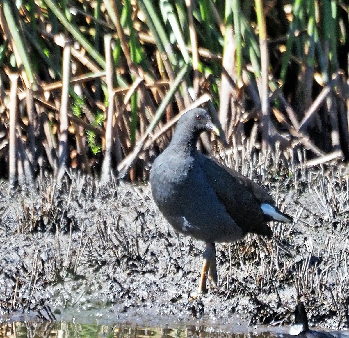 Dusky Moorhen - ML616315934