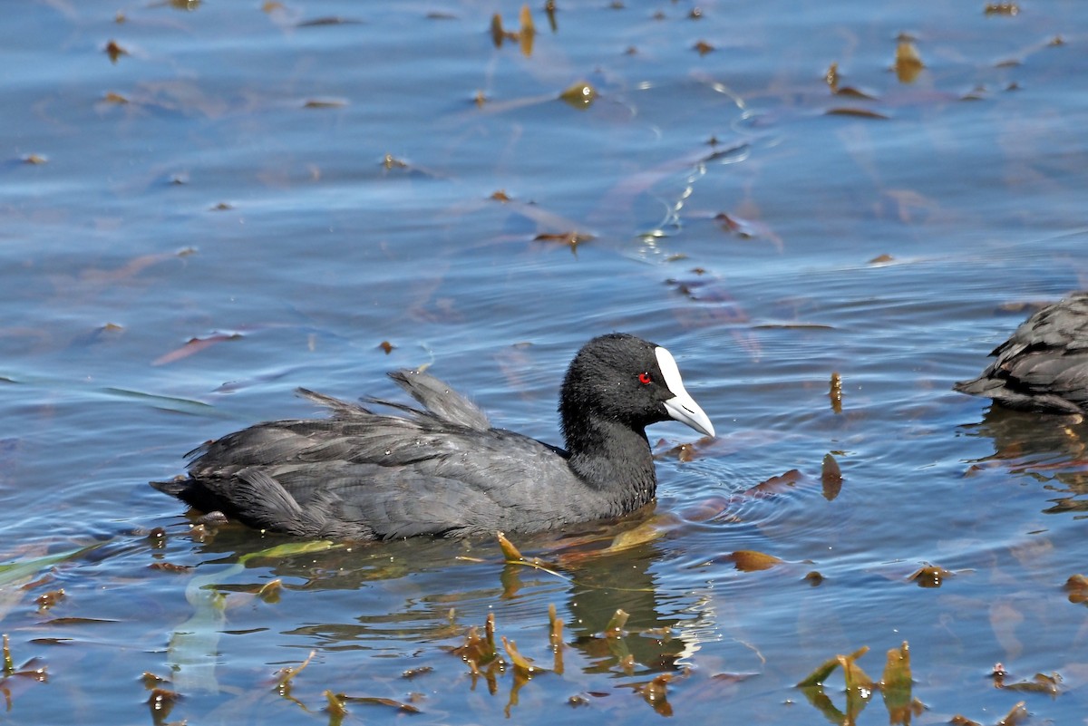 Eurasian Coot - ML616315947