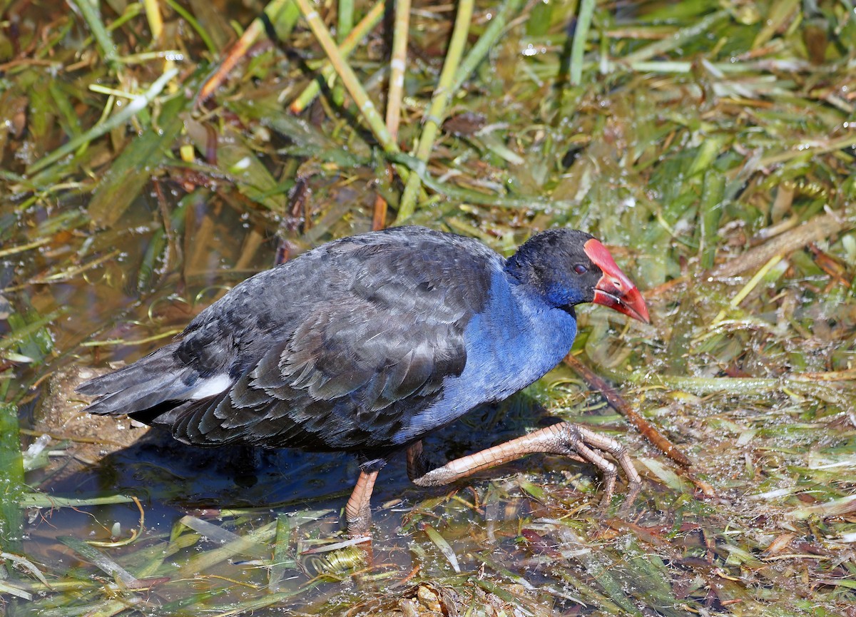 Australasian Swamphen - ML616315958