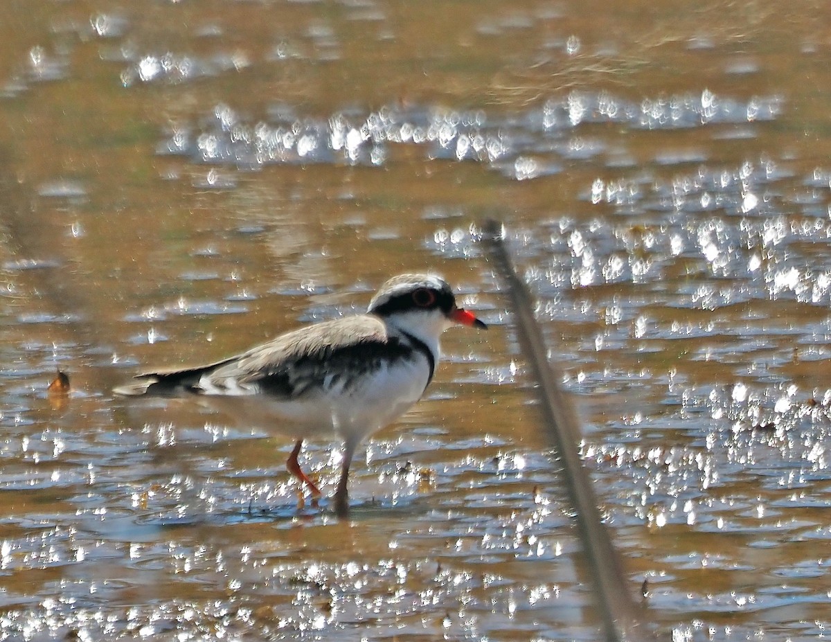 Black-fronted Dotterel - ML616315971