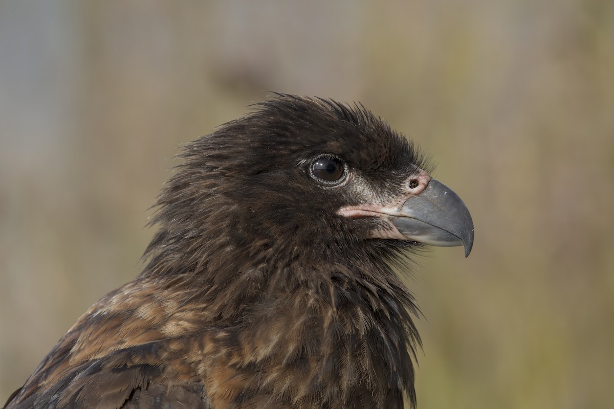 Striated Caracara - Marco Valentini