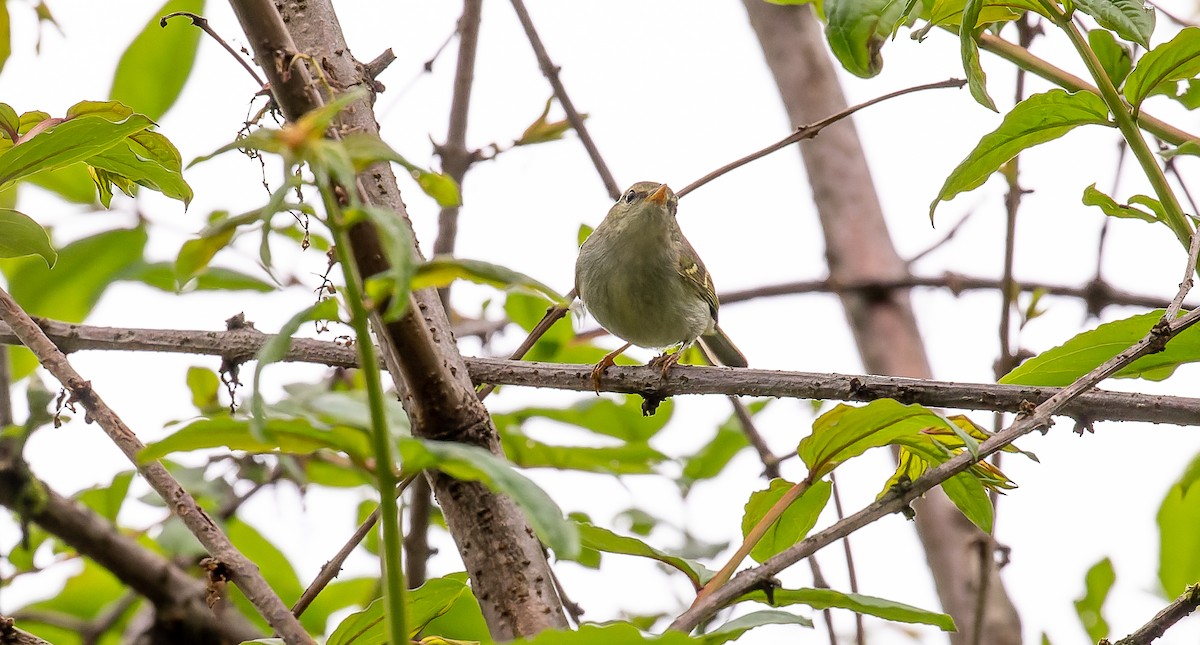 Emei Leaf Warbler - ML616315991