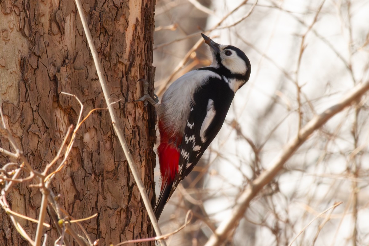 Great Spotted Woodpecker - ML616316032