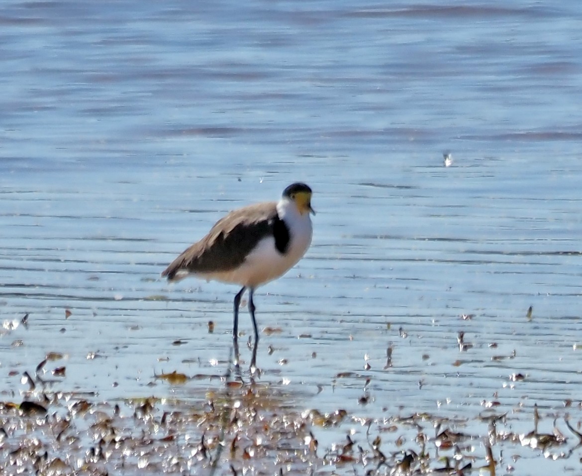 Masked Lapwing - ML616316035