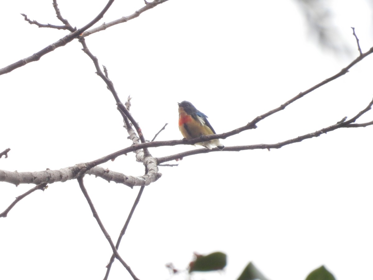 Fire-breasted Flowerpecker - ML616316049