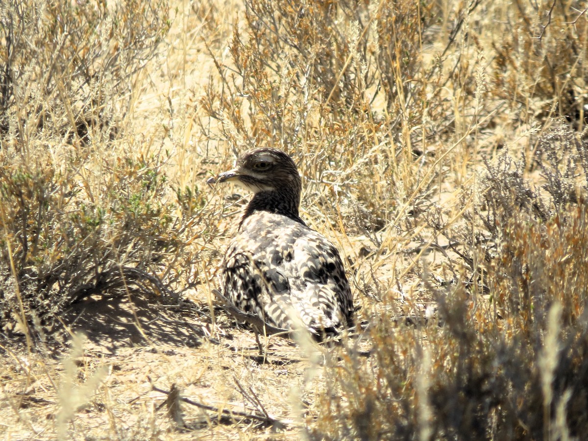 Spotted Thick-knee - ML616316062