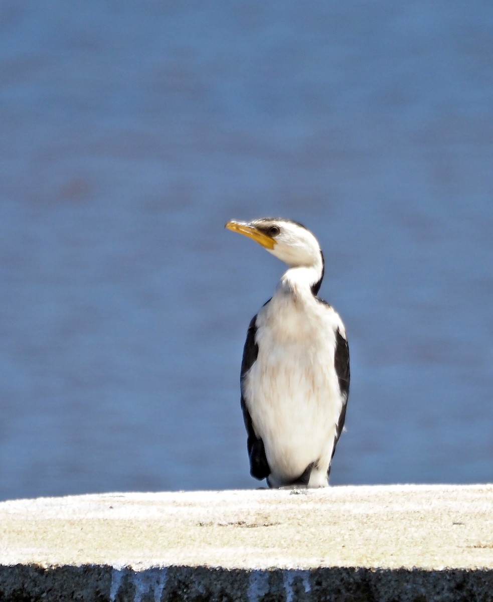 Little Pied Cormorant - ML616316064