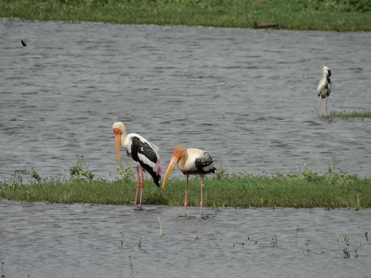 Painted Stork - ML616316074