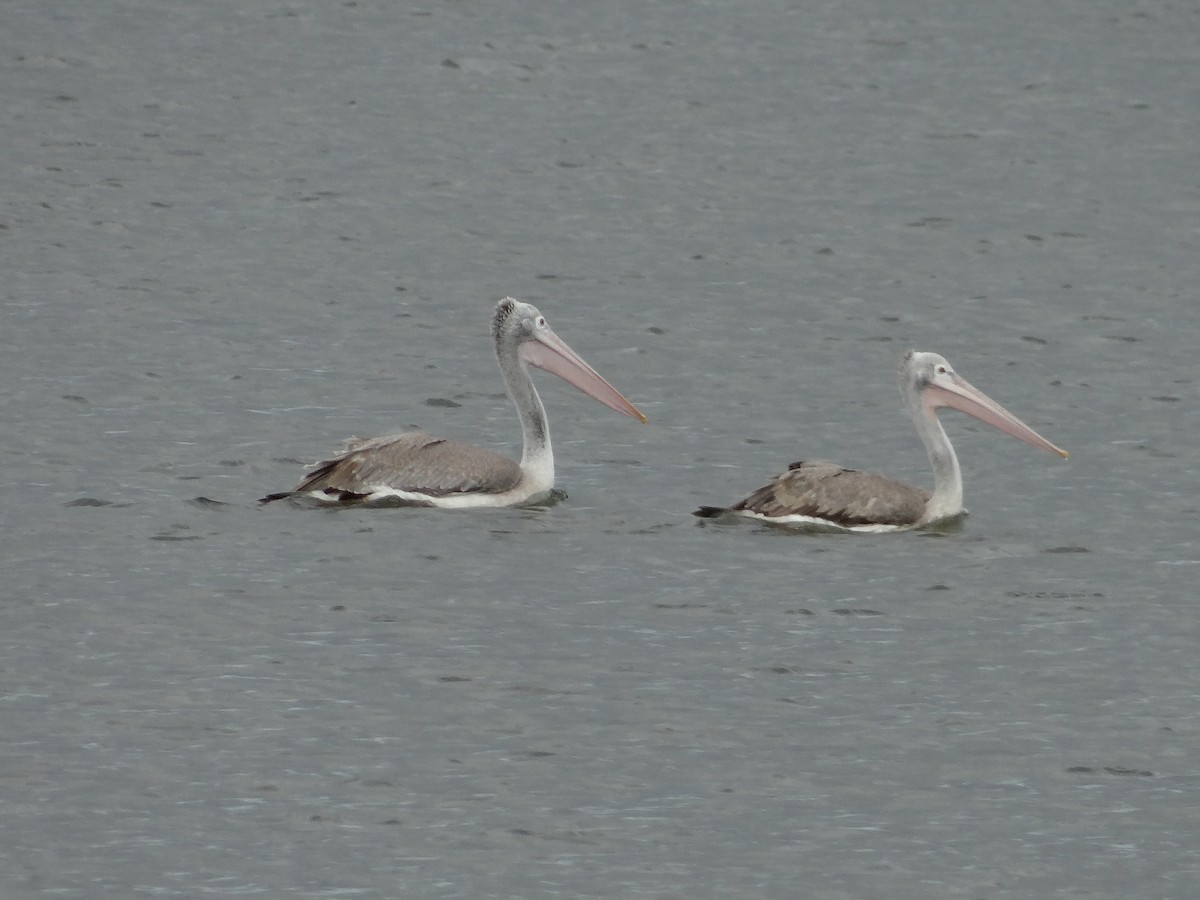 Spot-billed Pelican - ML616316081