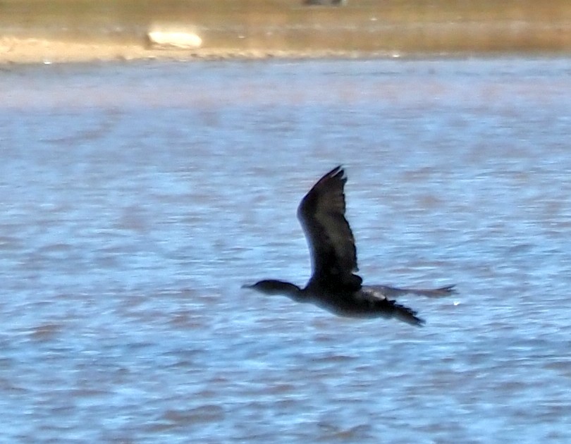 Little Black Cormorant - ML616316088