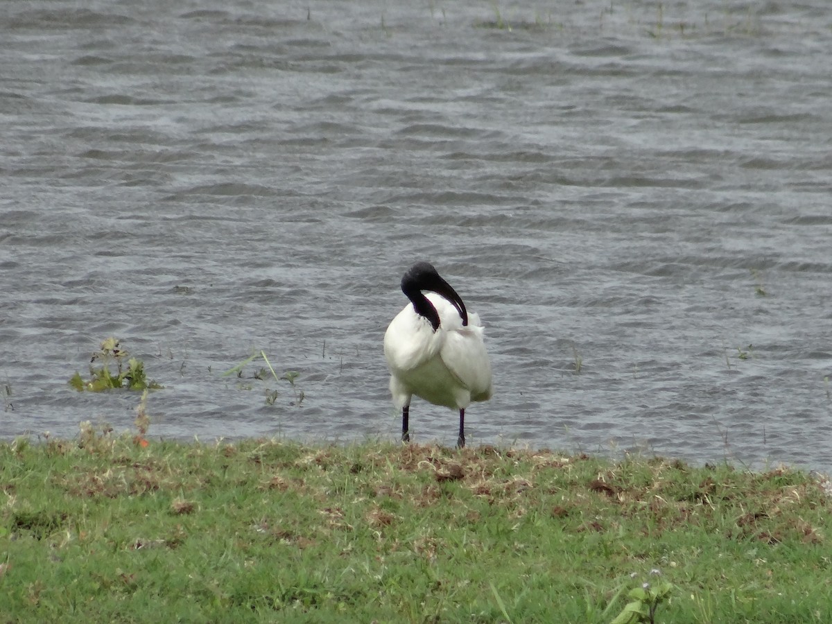 ibis černohlavý - ML616316094