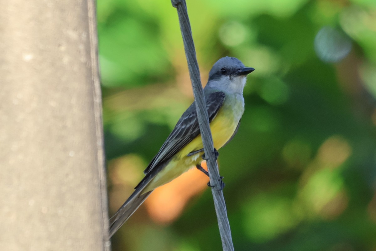 Tropical Kingbird - ML616316102