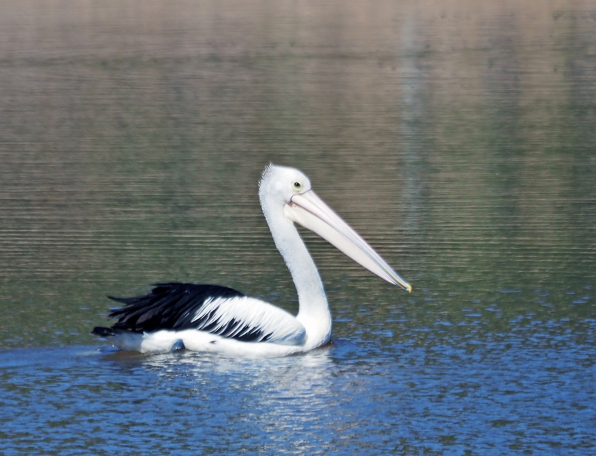 Australian Pelican - ML616316105