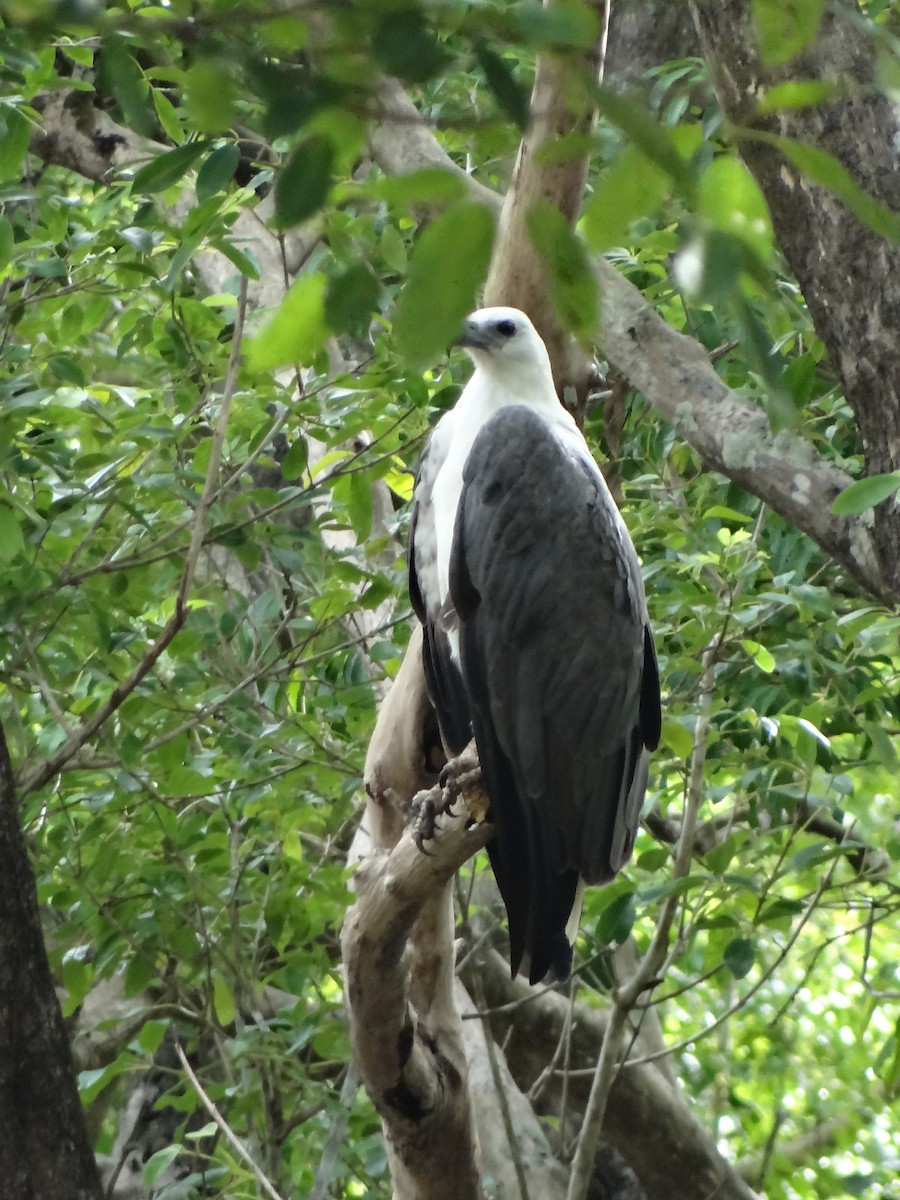 Weißbauch-Seeadler - ML616316109