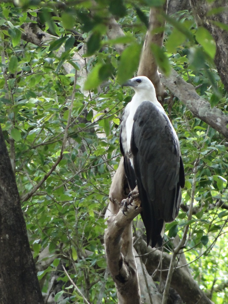 White-bellied Sea-Eagle - ML616316110