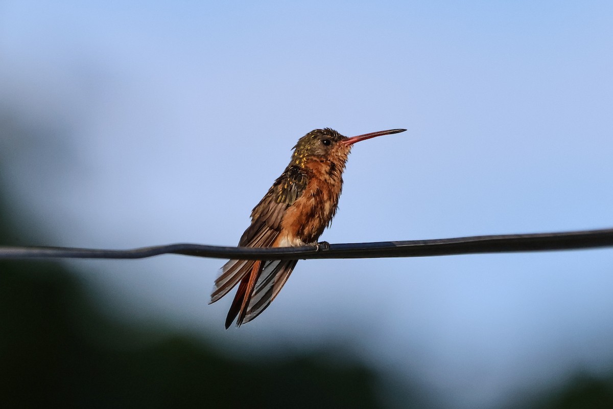 kolibřík ryšavý - ML616316112