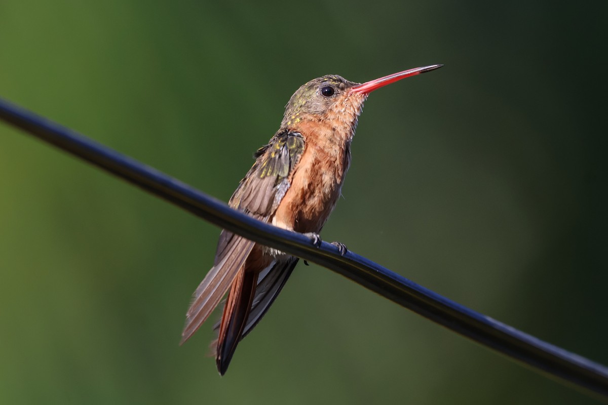 kolibřík ryšavý - ML616316114