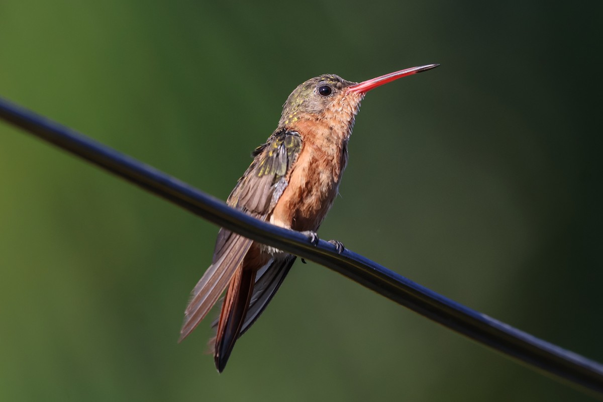 kanelkolibri - ML616316115