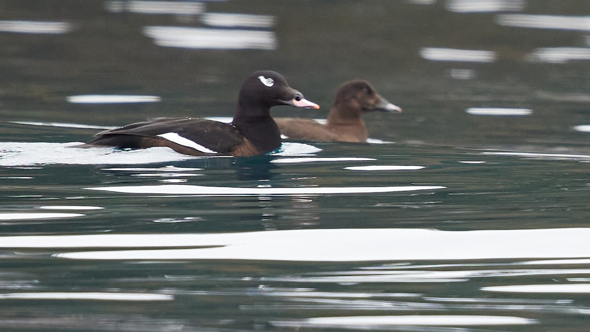 White-winged Scoter - ML616316116